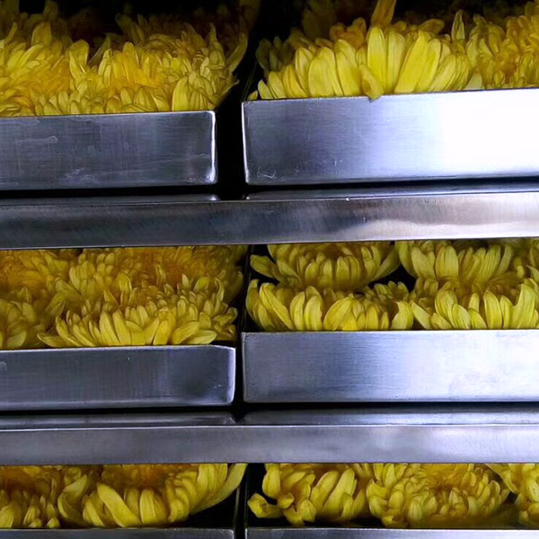 Flowers Freeze Drying
