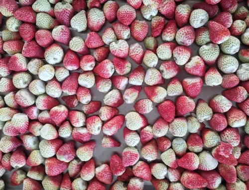 Strawberries Freeze Drying Practise